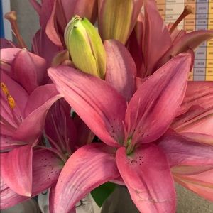 Meet your Posher, Devrah